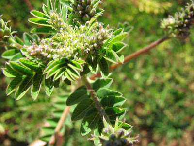 Astragalus