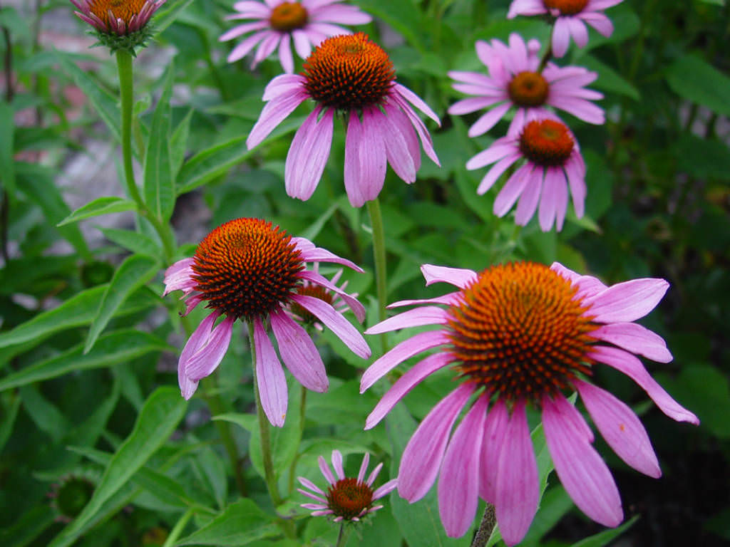 Echinacea Angustifolia